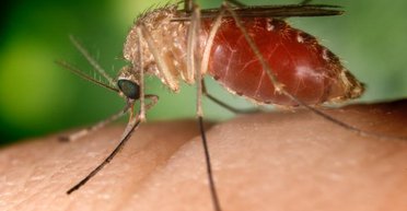 Смертність майже 10%: Україною шириться лихоманка Західного Нілу