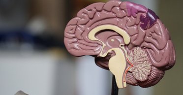 Лауреат Нобелевской премии займется поиском "шестого чувства": на это выделили 14,2 млн долларов