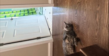 Обрав страждати: жінка показала, як її кіт драматично відреагував на спеку (фото)