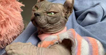 Сфінкс розміру XL: нова порода кішок набирає популярності та тривожить зоозахисників (фото, відео)