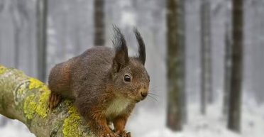 Разгул антициклона с потеплением: прогноз погоды на выходные и Новый год (карта)