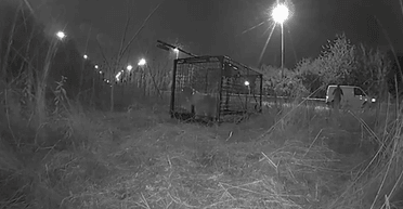 Поки сім'я полетіла у відпустку: у Британії перекрили 8 автострад через собаку, що втік (відео)