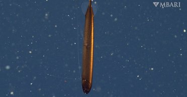 У берегов Калифорнии обнаружена необычная рыба, напоминающая подводную лодку (фото)