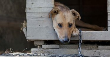 В Украине запретили постоянно держать собак на привязи: как изменились правила ухода за животными