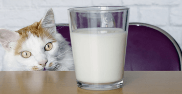 Ученые рассказали, можно ли кошкам давать молоко