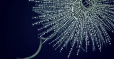 Хай буде світло: коли океани на Землі почали світитися зсередини