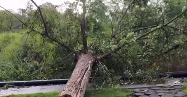 Людей привалило деревами, зникло світло: які наслідки негоди в Харкові та Дніпрі (відео)