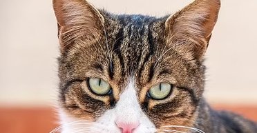 Тривога чи цікавість: що насправді означає вираз морди вашої кішки (фото)