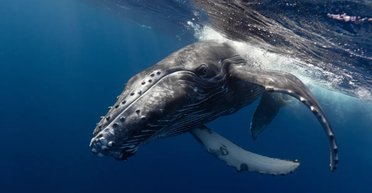 Дуже поганий запах: ці тварини мають найнеприємніше дихання у світі (фото)