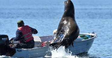 В США морские львы начали нападать на людей из-за отравления токсинами водорослей