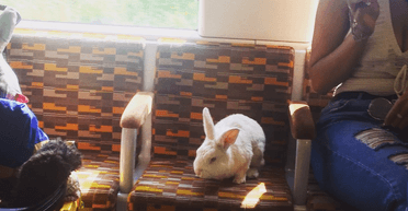 Звичайна поїздка в метро обернулася сюрпризом: люди не могли повірити, хто опинився у вагоні