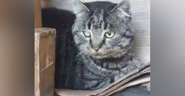 Кот самостоятельно эвакуировался из Донбасса в Черкассы: "Настолько хочет жить" (видео)