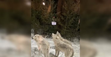 Разделяло тонкое стекло: соцсети шокировала стая волков, которая испортила паре романтический вечер (видео)