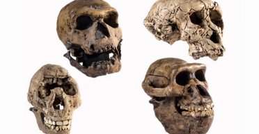 Загадкова стопа переписує історію еволюції людини: "Люсі" не є нашим предком (фото)