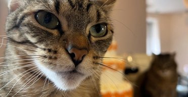 Харківський кіт Степан і кішка Стефанія відзначили першу сімейну дату (фото, відео)