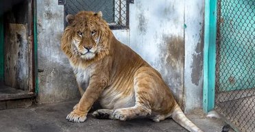 Ведмідь пізлі та косаткодельфін: топ 7 найдивніших гібридних тварин (фото)