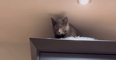 Господарі придумали план, як відучити кота лазити по холодильнику, але він їх обхитрив