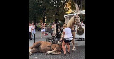 Кінь упав і не міг встати: у центрі Львова заборонили карети з кіньми після скандалу (відео)