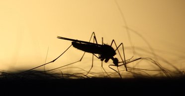 Укус може викликати параліч: в Україні з'явився новий небезпечний вид комарів (фото)