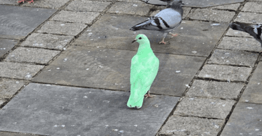 Флуоресцентный голубь стал звездой сети: к этому причастен популярный тренд в TikTok (видео)