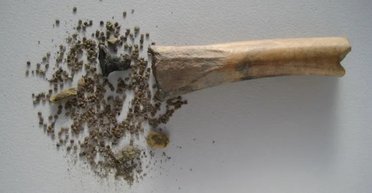 Труїли одне одного ще 2 тисячі років тому: археологи знайшли посудину з отруйним насінням