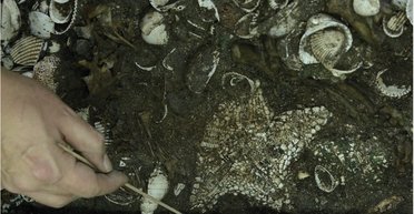 Морские звезды и скелет ягуара. Археологи нашли потрясающее подношение ацтеков богу войны