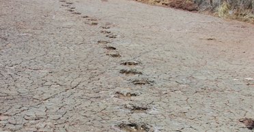 Одинаковые следы динозавров нашли на разных континентах: их разделяет океан (фото)