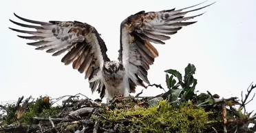 200 лет не прилетала: планы чиновников на 4 миллиона сломало гнездо птицы редкого вида (фото)