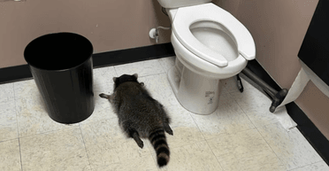 Енот устроил погром в алкогольном магазине и уснул пьяным в туалете (видео)