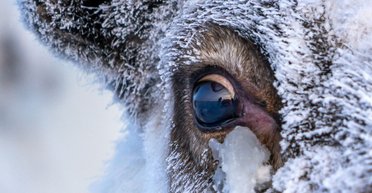 Очі північних оленів роблять щось неймовірне, коли приходить зима (фото)