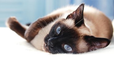 "Мобілізованого" кота на Київщині повернули господарям: подробиці (фото)