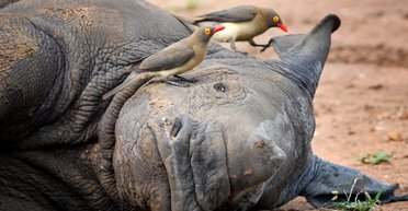 Чому маленькі птахи завжди їздять на носорогах: боляче, але дуже вигідно (фото)