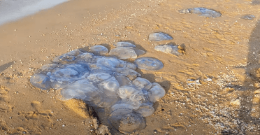 Медузи назавжди. Експерт розповів, чому Чорне море стане наступним об'єктом навали