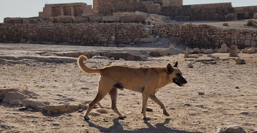Пес на вершине пирамиды Египта: журналисты узнали как зовут и в каких условиях живет собака