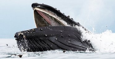 Генетичний секрет гігантських морських істот нарешті розкрито: що виявили вчені (фото)