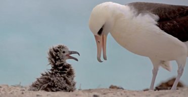 Найстаріший дикий птах у світі став бабусею: на світ з'явилося кошлате пташеня альбатроса (відео)