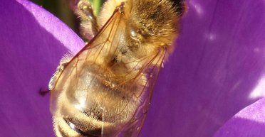 В Австралии впервые нашли пчел с "неправильным" распорядком дня