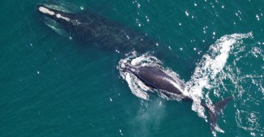 Одному из самых крупных животных в океане удалось избежать вымирания: боролись более века