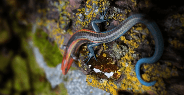 Застывшая во времени на 100 млн лет: археологи нашли в янтаре древнее пресмыкающееся (фото)