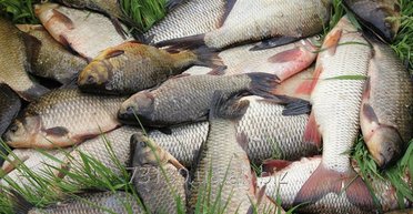 Популярная рыба исчезает с прилавков в Украине: где купить щуку и толстолоба