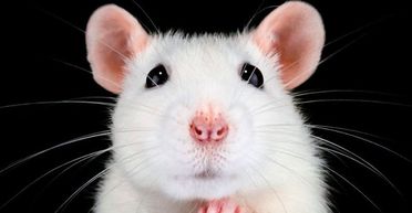Сперма космічних мишей може допомогти людям колонізувати Місяць і Марс: яким чином