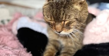 Зниклий кіт повернувся додому через 7 років: де він був весь цей час