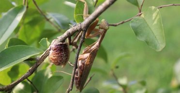 У небезпеці ціла частина світу: гігантські "мисливиці за головами" захоплюють Європу (відео)