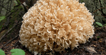 "Вже куштували": на Чернігівщині виявили велетенський гриб-баран із Червоної книги (фото)