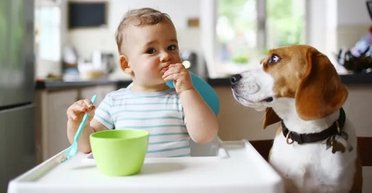 Учені розповіли, чи справді кішки та собаки розумніші за немовлят