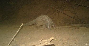 Ялинова шишечка жива: у Сенегалі вперше за 24 роки побачили гігантського панголіна