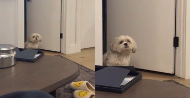 Собака не простил опоздание женщине: реакция любимца была показательной (видео)