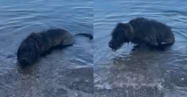 Однорічний пес став зіркою, намагаючись зрозуміти, чому не можна лягти на воду