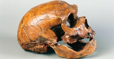 У кістках неандертальця знайшли найдавніші віруси: їх збираються воскресити