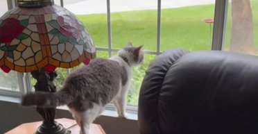 "Збій у системі": кішка, яка виросла в оточенні собак, гавкає й охороняє дім